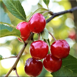 Cherry 'Morello' (Self Fertile)